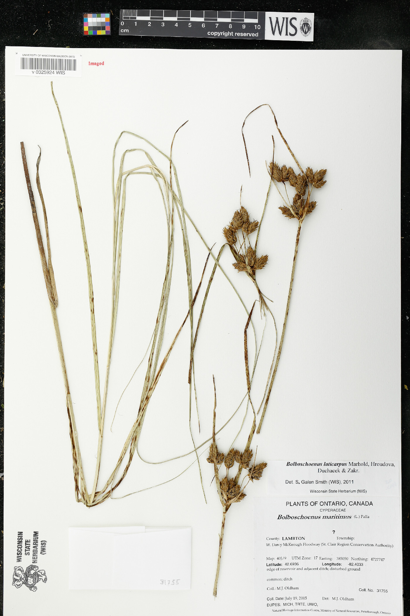 Bolboschoenus laticarpus image