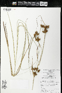 Media resource of Bolboschoenus laticarpus