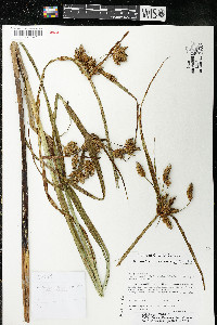 Bolboschoenus fluviatilis image