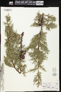 Cupressus arizonica image