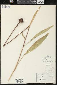 Echinacea pallida image