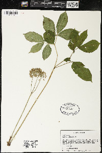 Aralia nudicaulis image
