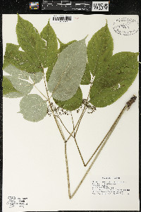 Aralia nudicaulis image
