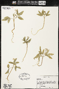 Panax trifolius image