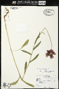 Gaillardia aristata image