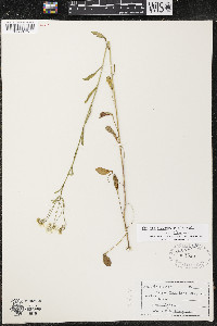 Erigeron strigosus var. strigosus image