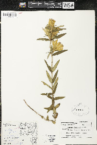 Gentiana puberulenta image