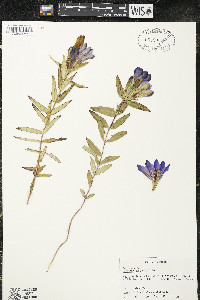 Gentiana puberulenta image