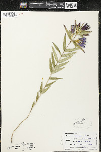 Gentiana puberulenta image