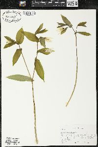Uvularia grandiflora image