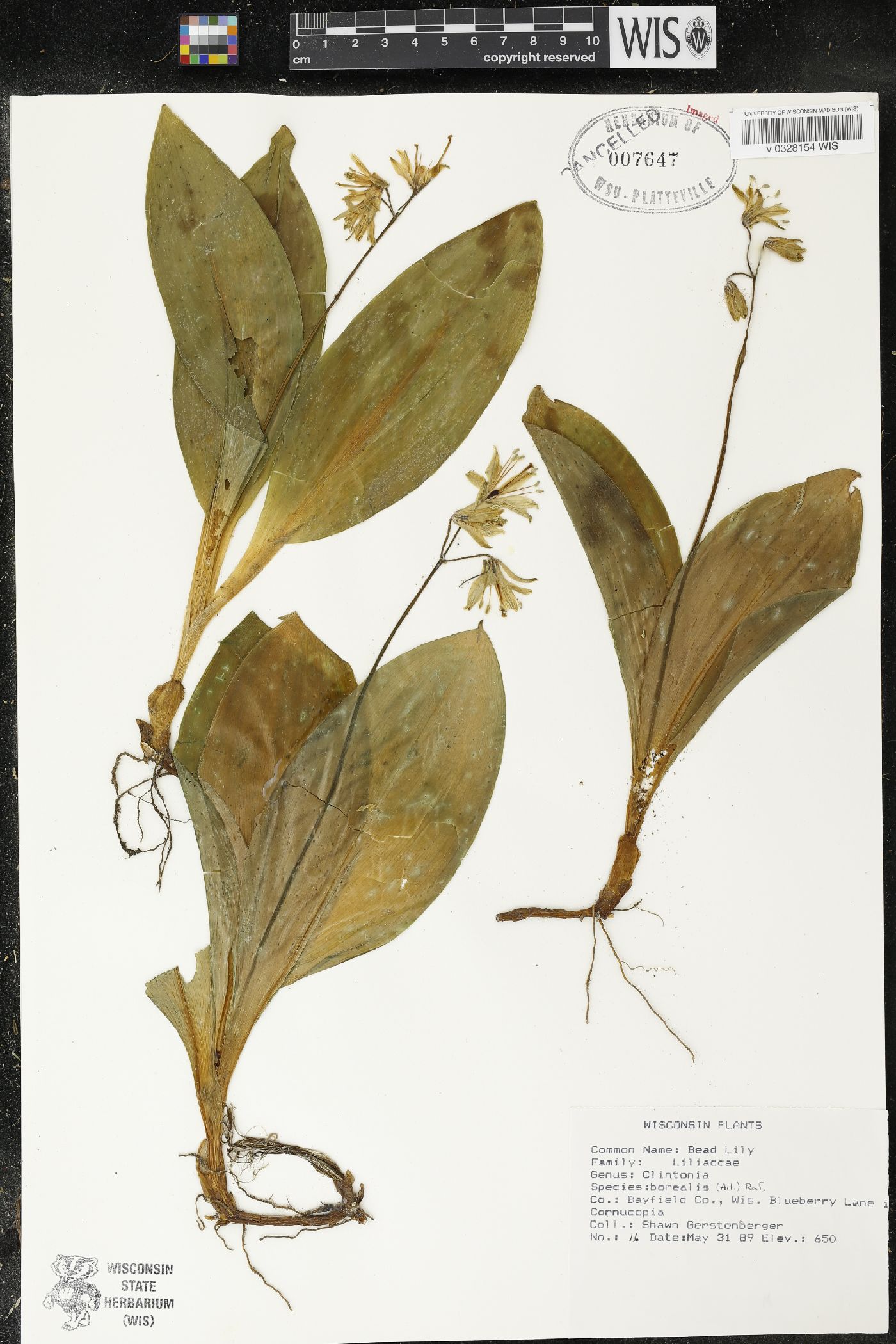 Clintonia borealis image