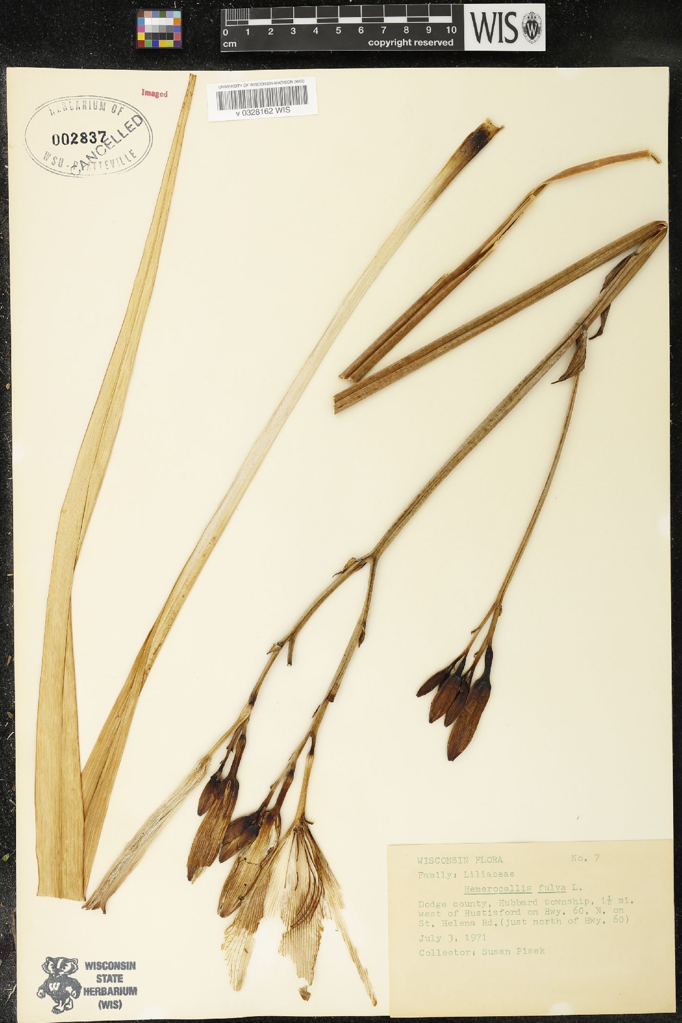 Hemerocallis fulva image