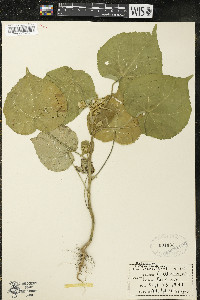 Abutilon theophrasti image