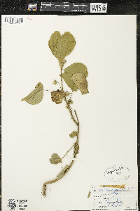 Abutilon theophrasti image