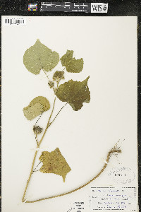 Abutilon theophrasti image