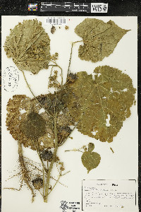 Abutilon theophrasti image