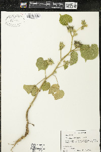 Abutilon theophrasti image