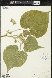 Abutilon theophrasti image