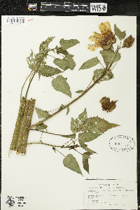 Hibiscus laevis image