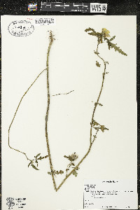 Hibiscus trionum image
