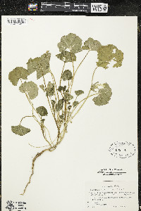 Malva pusilla image