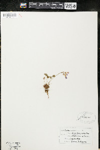 Oxalis violacea image