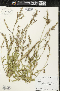 Oenothera gaura image