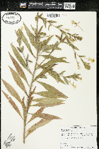 Oenothera parviflora image