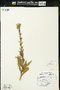 Oenothera parviflora image