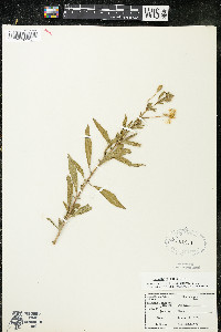 Oenothera parviflora image