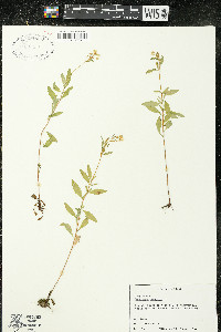 Oenothera perennis image