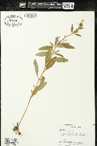 Oenothera perennis image