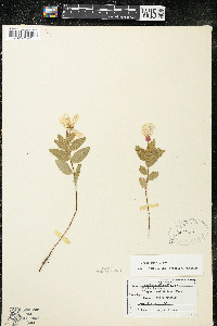 Oenothera pilosella image