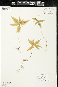 Trientalis borealis image