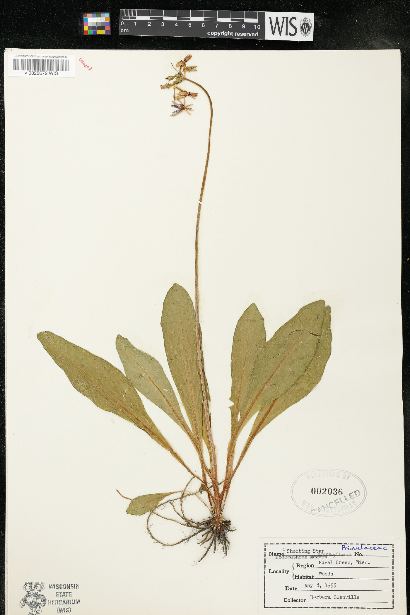 Dodecatheon amethystinum image