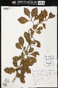 Crataegus punctata image