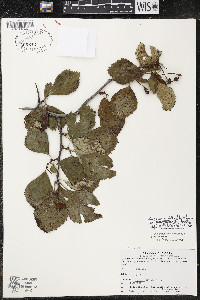 Crataegus succulenta image