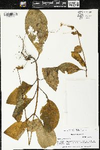 Media resource of Macrocarpaea rubra