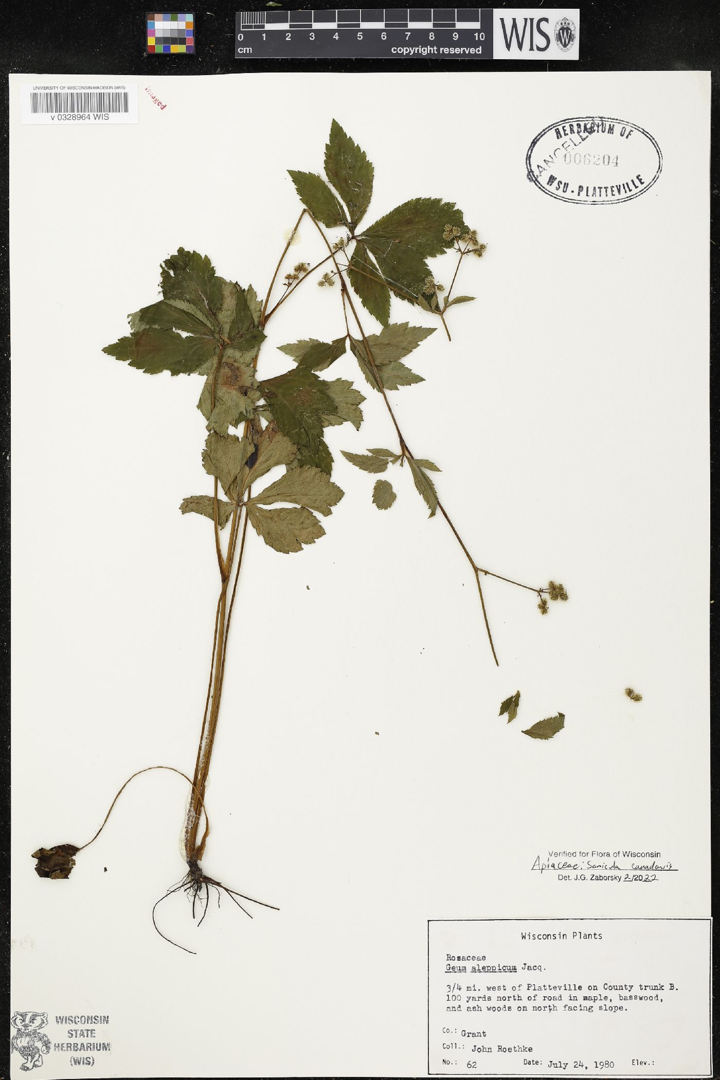 Sanicula canadensis image