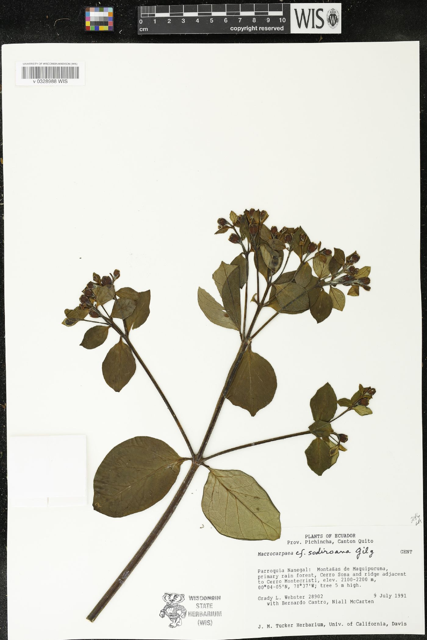 Macrocarpaea sodiroana image
