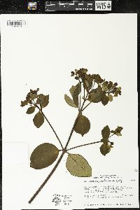 Media resource of Macrocarpaea sodiroana