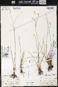 Sisyrinchium nashii image