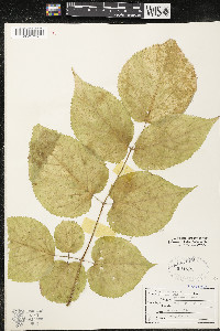 Aralia racemosa image