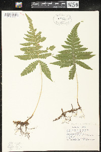 Phegopteris connectilis image