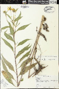 Helianthus grosseserratus image