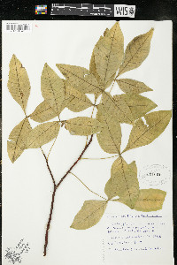 Ptelea trifoliata subsp. trifoliata var. trifoliata image
