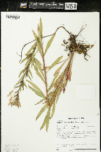 Oenothera clelandii image