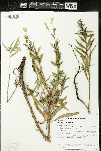 Oenothera villosa image