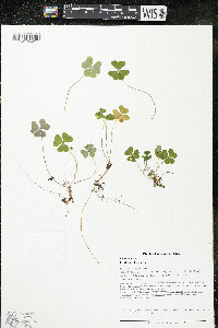 Oxalis acetosella image