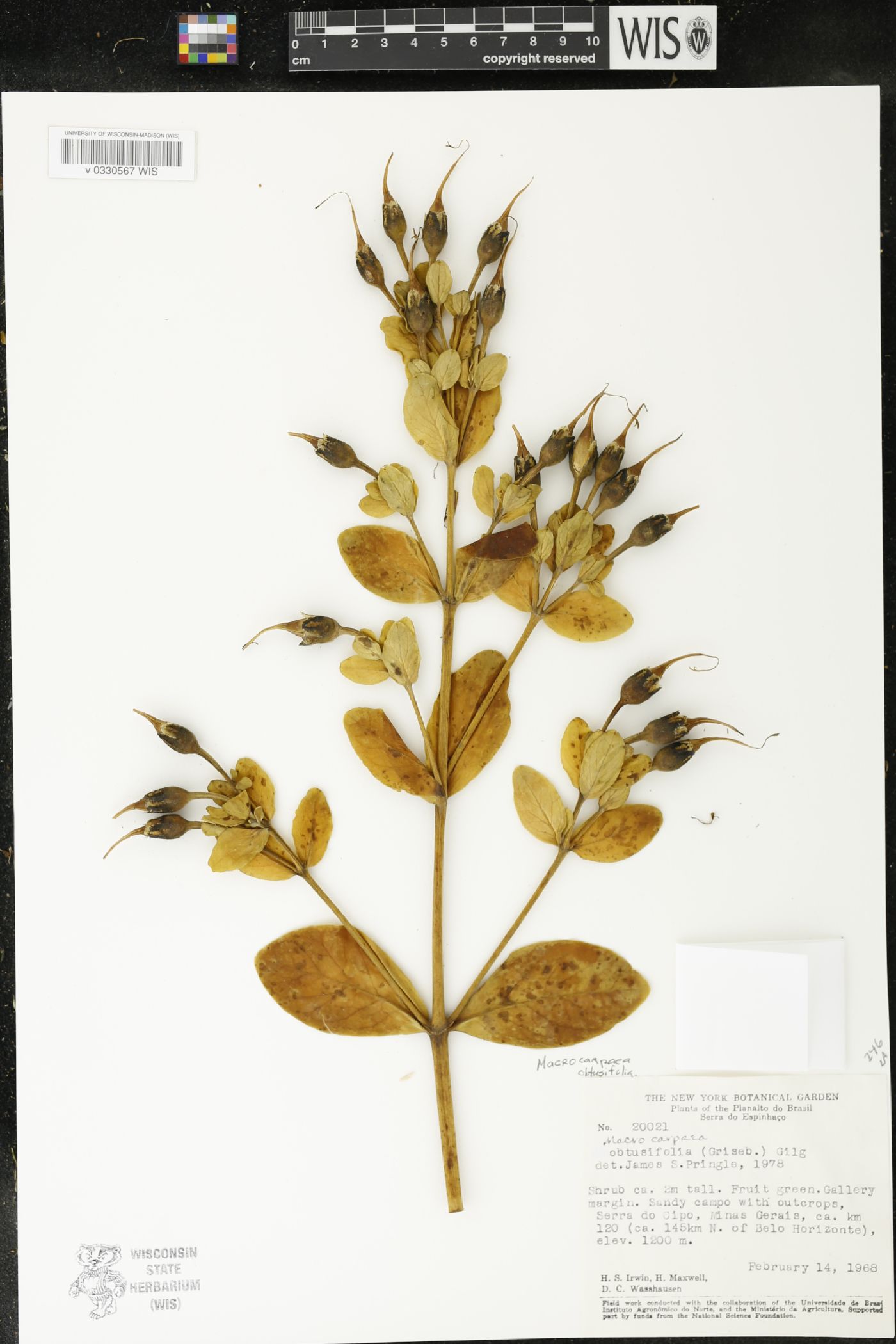Macrocarpaea obtusifolia image